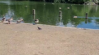 Pond in Hyde Park London UK