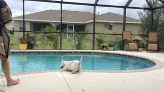 Energetic Westie Loves to Chase Bubbles