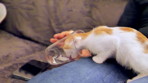 Funny cat 🐈 Thirsty glass
