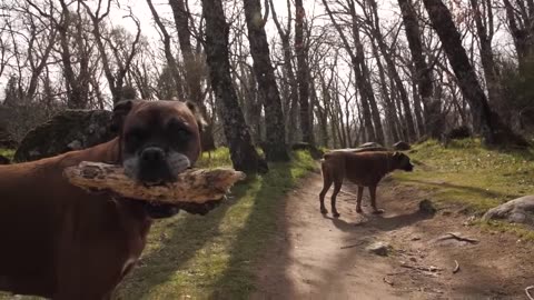 Intelligent Boxer Dog in a forest Slow Motion Dog training