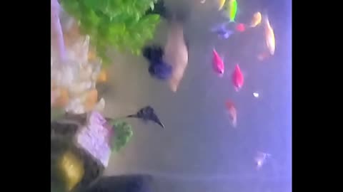 Aquarium colouring fish