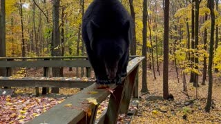 Bear Pouts When Told to Get Down off Deck