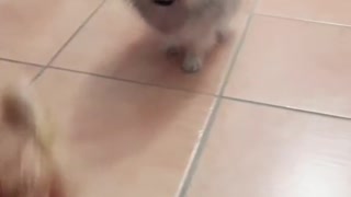 Pomeranian Playing With Stuffed Toy