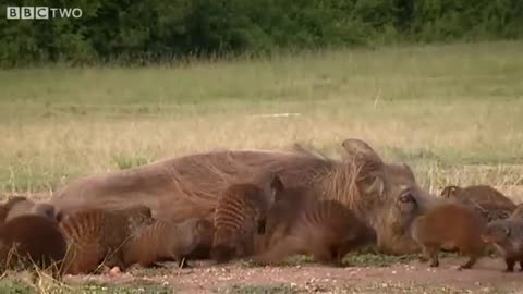 This Warthog took a trip to the Mongoose Spa | Banded Brothers