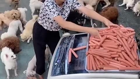 Amazing pet owner. Dog feeding. Dog lover