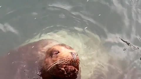 Sea lions fight each other.