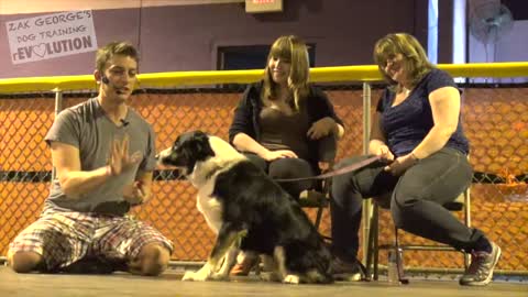 Dog Trainings that may help you : How to Train ANY DOG the Basics