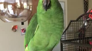 Laughing parrot