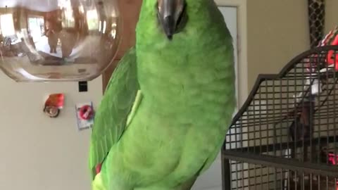 Laughing parrot