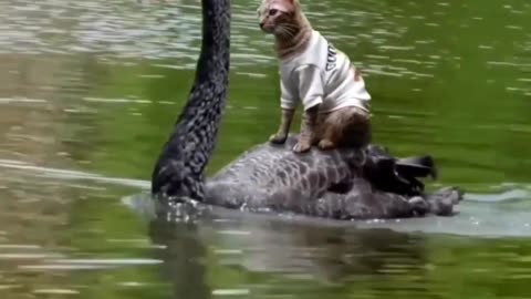 Cat and Duck walking