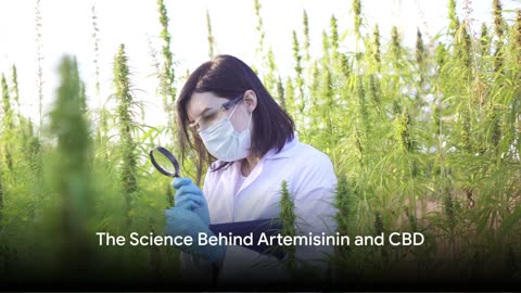 Artemisinin & CBD: World Health Source's Potent Weapon Against Cancer