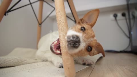 Dog Chew Wooden Chair Damage Property