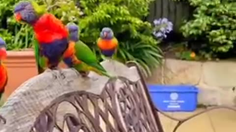 Love birds parrots 🦜 love