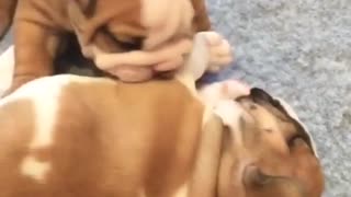 Cachorro de bulldog intenta graciosamente despertar a su hermana