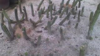 Lots of cactus in the botanical garden, and it all have thorns [Nature & Animals]