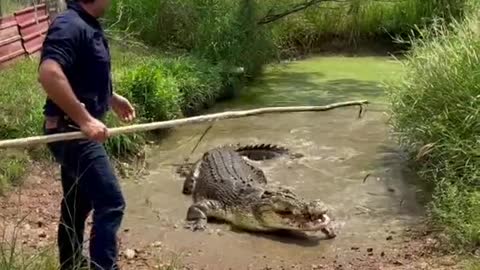 Watch how large crocodiles are fed 😮😮