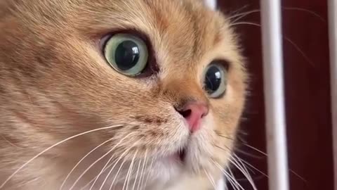 The cat🐈is surprised😱😱😱