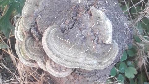 Stump with mushrooms