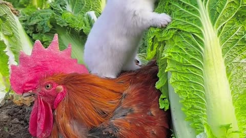 The big rooster carries the little rabbit on its back and eats cabbage. "Cute pet" rabbit