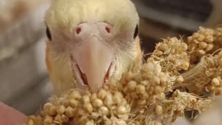 Beegee the cockatiel baby eating millet