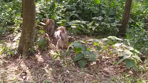 Monkeys Take Sips of Cola
