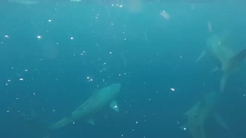 DIVER GETS UP-CLOSE VIEW OF BASKING SHARK BREACH