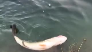 Man Attempts To Save Fish