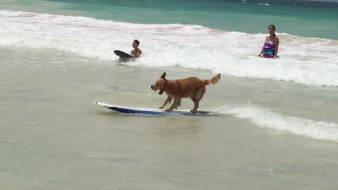 Surfing dog rides a wave with ease