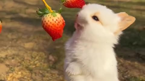 This bunny will make your day better! 🍓😍