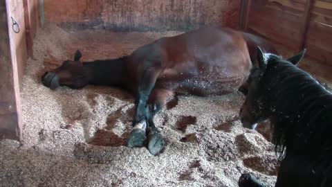 Horses, Peacefully Farting and Snoring