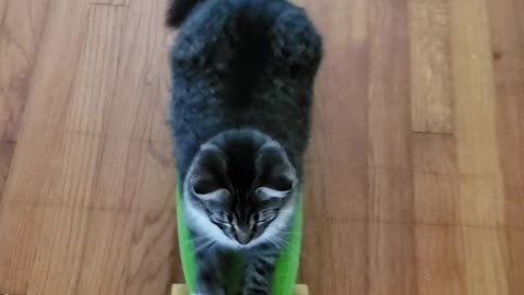 Kitten Loves Skateboarding