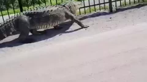 Giant alligator bends metal fence