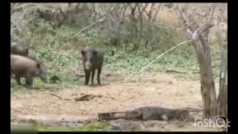 Crocodile will think 100 times before attacking