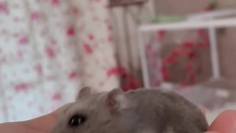 Rat-tastic Cuteness: Sweet and Playful Moments with Pet Rats