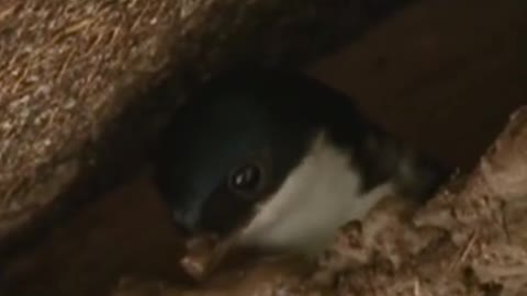Swallows build their nests under the eaves