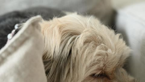 Funny dog 🐶 sad resting videos
