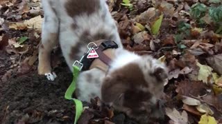 Cute Puppy Really Loves Digging In The Mud