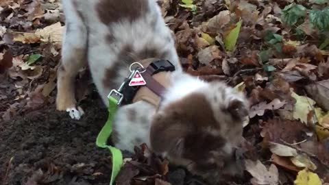 Cute Puppy Really Loves Digging In The Mud