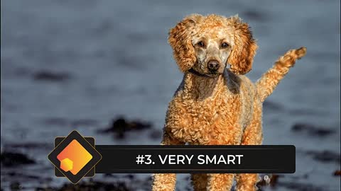 7 Reasons You Should NOT Get a Standard Poodle