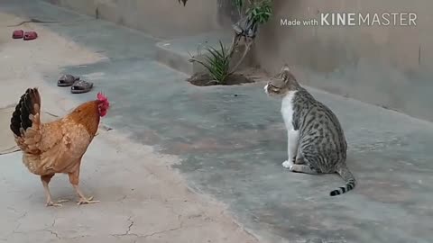 Chicken vs dog and cat fight Fuuny