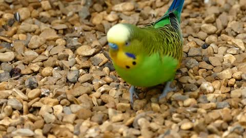 Budgerigar Bird Parrot Pet cute video