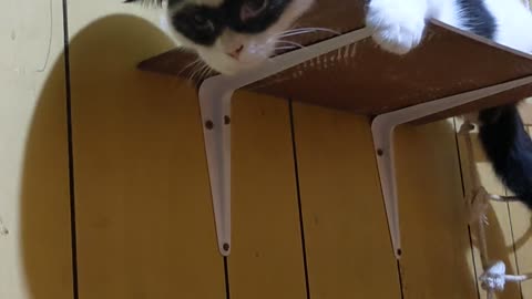 Cowboy Cat Rests on Shelf