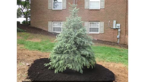 Christmas Tree Planting Hagerstown Maryland Washington County Maryland