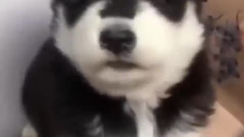 Cute Puppy Howling