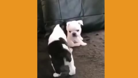 Funny Dog Videos 032824004