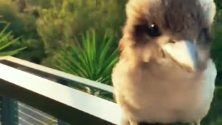 Adorable Baby Kookaburra 😍