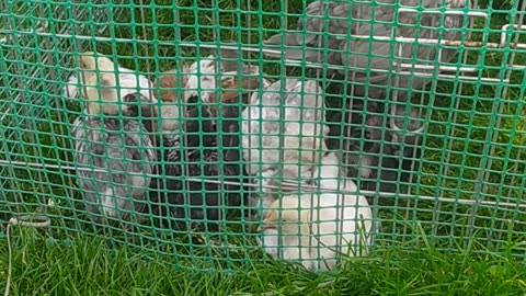 Fiona and her 13 chicken babys 🐔💚🐤