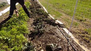 Late Fall Garden Tour - The Hillbilly Farmers