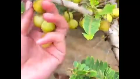 Picking Gooseberry fruit in nature #harvesting