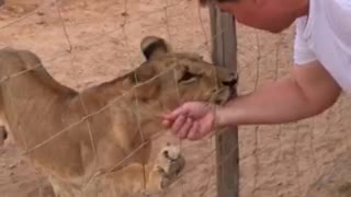 Lion bites fat man's arm through fence